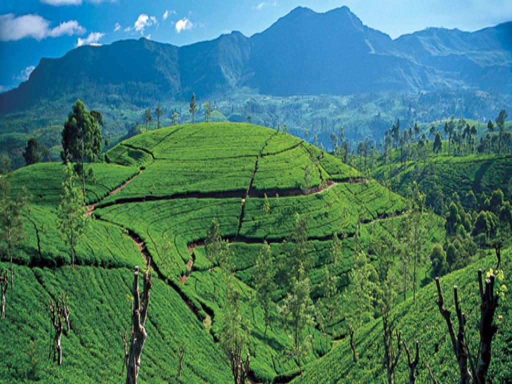 New Tour Inn Nuwara Eliya Eksteriør billede